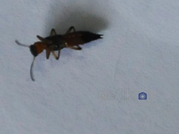 Tomcat Mulai Terlihat di Jakarta