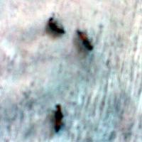 Tomcat Masuk Tanggulangin