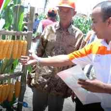 Jagung Hibrida P27 Gajah Raih Rekor MURI
