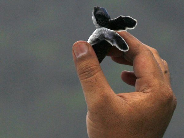 Penyu Hijau Terancam Punah
