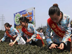 Teh Organik Ini Harganya Rp. 1,8 Juta Secangkir 