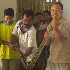 Sepasang Ular Sanca Pemakan Ayam Peternak Ditangkap Warga