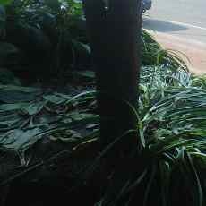 Pasca Demo Tolak BBM, Tanaman di Taman Apsari Rusak