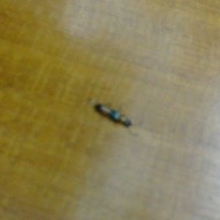 Tomcat Hebohkan Ruang Paripurna DPRD Kota Bandung