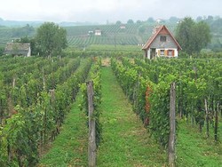 Desa di Prancis Gunakan Ayam untuk Perangi Sampah