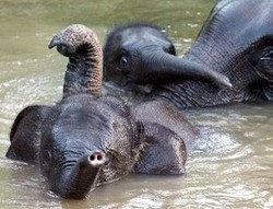 Kotoran Gajah Bisa Jadi Sumber Energi Kendaraan