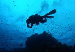 Terperangah Indahnya Alam Bawah Laut Pulau Cozumel, Meksiko