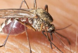Siapa yang Paling Berisiko Kena Malaria Saat Sedang Bepergian?