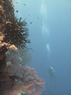 Pulau Menjangan, Eksotisme Taman Nasional Bali Barat