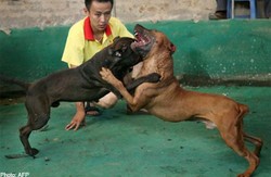 Diadu Untuk Judi, 300 Anjing Pitbull Diselamatkan Polisi