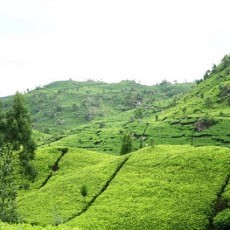 Tolak Kebun Teh Jadi Kebun Sawit, Mahasiswa Medan Gelar Ritual di PTPN