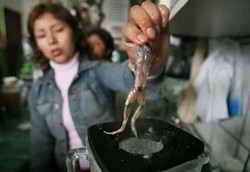 Jus Kodok Jadi Viagra Aneh dari Peru