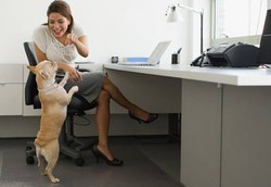 Agar Tak Stres & Makin Produktif, Bawalah Peliharaan ke Kantor