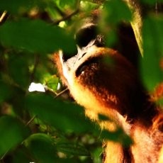 Bertemu Ipul, Orang Utan yang Bersahabat di Bukit Lawang, Sumut