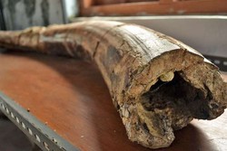 Wow! Ada Fosil 1 Juta Tahun di Museum Patiayam, Kudus