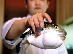 Undang-Undang Baru Ikan Buntal Resahkan Chef di Jepang