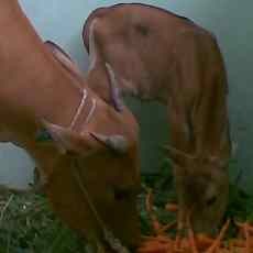 Bayi Hasil Kawin Silang Banteng dan Sapi Bali Lahir di Taman Safari