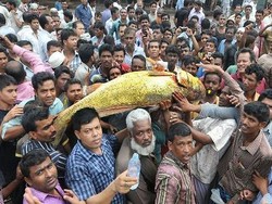 Ikan Kakap Emas Langka Terjual Rp 350 Juta