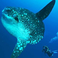 Menari dengan Mola-mola di Perairan Nusa Penida