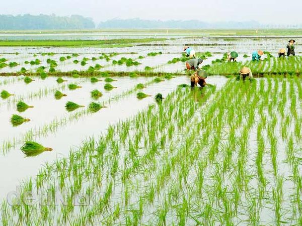 Duh, Tiap Tahun Lahan Sawah Terus Menyempit