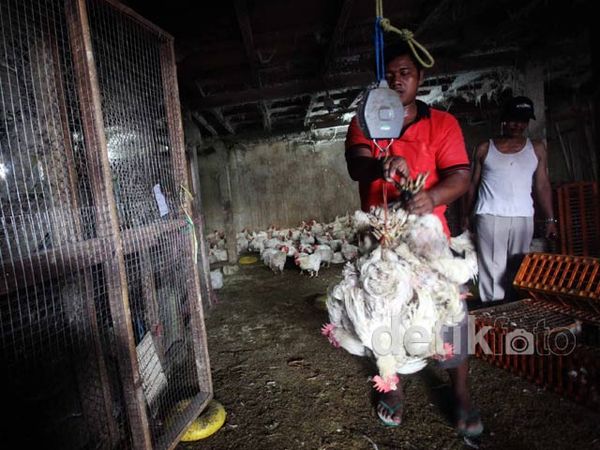 Impor Ayam Broiler Ancam Pengusaha Unggas