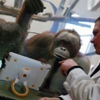 Wow, Orang Utan Siap Video Chat dengan iPad