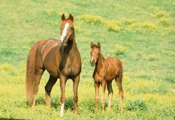 Susu Kuda Berkhasiat untuk Pasien TBC dan Kanker