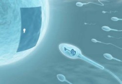 Sperma dan Sel Telur Punya Chemistry