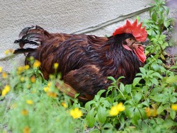  Wah, Ada Seekor Ayam Rutin Datangi Resto Bermenu Ayam!