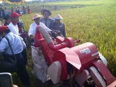 Pagi-pagi, Dahlan Iskan Beraksi di Sawah Kayak Petani