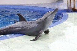 Lucunya Atraksi Lumba-lumba di Batang Dolphins Center, Jateng