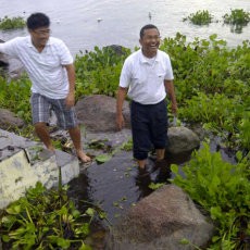 Dahlan Iskan Gotong Royong Bersihkan Eceng Gondok Danau Toba