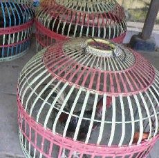 5 Anggota Brimob Tertangkap Ikut Judi Sabung Ayam