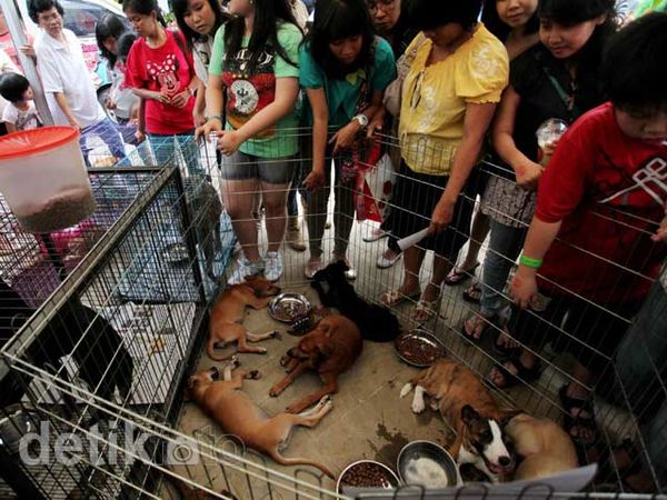 Berduyun-duyun Mengadopsi Anjing Cantik