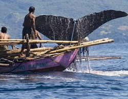 Tradisi Berburu Paus di Lamalera