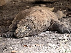 Asyik! Wisatawan Kini Bisa Teleponan di Pulau Komodo