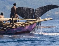 Tradisi Berburu Paus di Lamalera