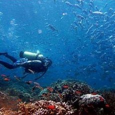 Menyelami Seribu Pesona Bawah Laut Kepulauan Selayar