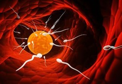 Gel Kesuburan untuk Pria akan Segera Hadir