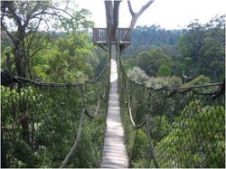 Dag Dig Dug! Menyusuri Bukit Bangkirai dari Ketinggian 30 M