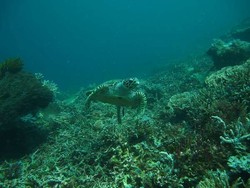 Menyelami Keindahan Bawah Laut Pulau Komodo, Sempurna!