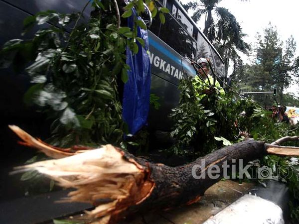 Hujan Angin, Pohon di Dukuh Atas Tumbang