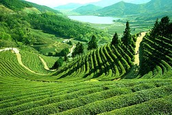 Menyeruput Keindahan Kebun Teh Darjeeling, India