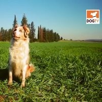 Anjing pun Punya Saluran TV Hiburan 