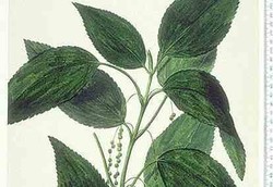 Herbal Asli Makassar Dibikin Gel Vagina Anti Kanker Serviks