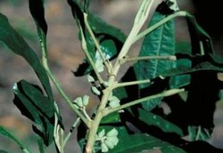 Dari Sulawesi, Sanrego Mendunia Sebagai Obat Lemah Syahwat