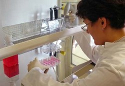 Kalau Mau Maju di Kesehatan, RI Perlu Kembangkan Stem Cell