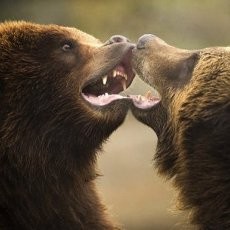 Gawat! Beruang Lepas dari Kandang, Seorang Wanita Tewas Diserang