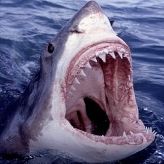 Hiu Sepanjang 5 Meter Tewaskan Peselancar di Cape Town