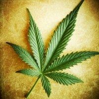 Diancam Ormas, Peringatan Hari Ganja Batal Digelar di Bandung